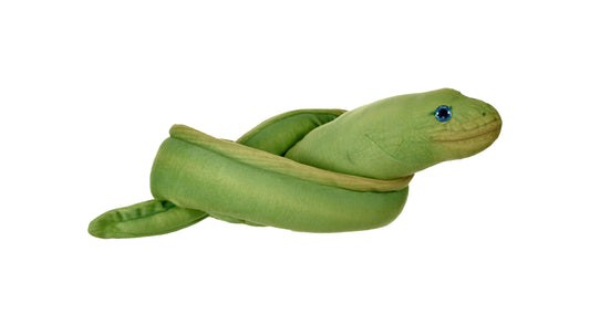 Coiled Green Moray Eel Snake